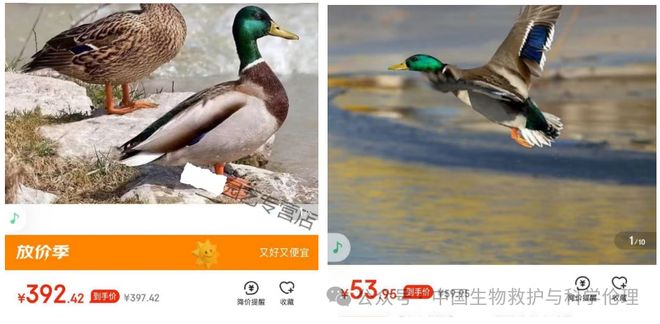 都有请下架野生动物买卖｜志愿者反映开元ky棋牌电商平台动物成体幼崽啥(图3)