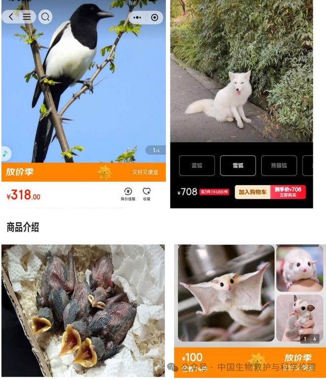都有请下架野生动物买卖｜志愿者反映开元ky棋牌电商平台动物成体幼崽啥(图2)